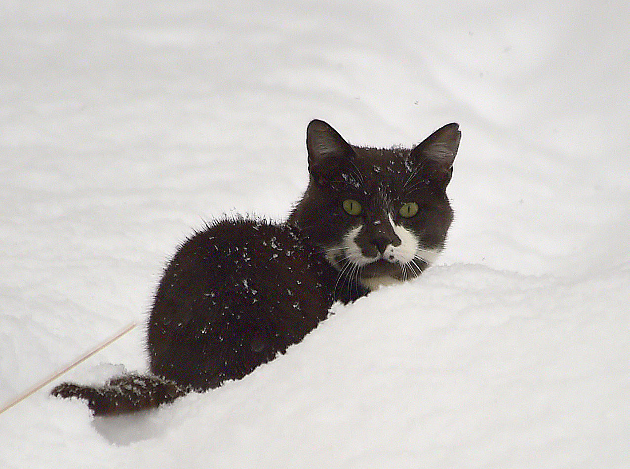 Billings snow scenes